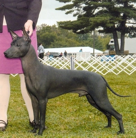 The left side of a hairless black Xoloitzcuintli that is standing across a field in a show stack pose. There is a person to the left of him in a purple skirt holding its collar. There is a white show dog fence behind them. The dog's perk ears reach the lady's wastline.