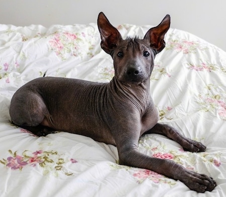 The right side of a dark gray Xoloitzcuintli puppy that is laying across a white floral print bed sheet. It has very large perk ears, wide dark eyes and a little bit of fuzzy fur on top of its head. Its skin is dark with wrinkles.