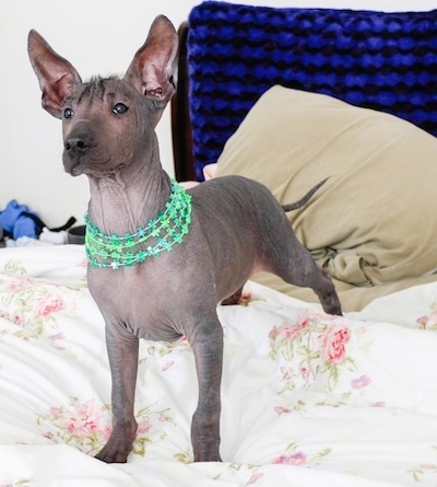 The front left side of a black Xoloitzcuintli puppy that is standing across a white floral print bed sheet and it is looking to the left. It has large ears that stand up in the air, dark almond shaped eyes, a black nose, dark gray skin with wrinkles and it is wearing green necklaces. It has a long skinny tail.