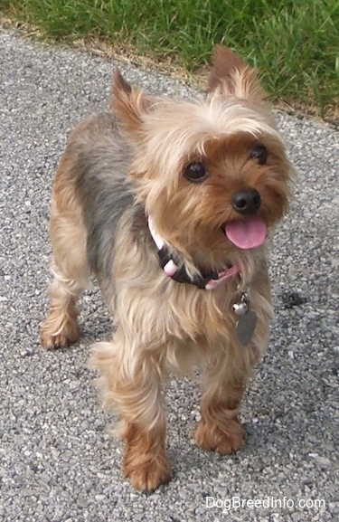 yorkshire terrier medium size