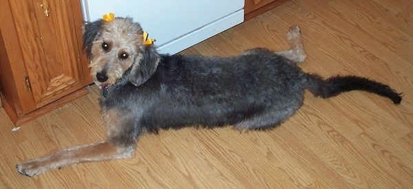 Recently groomed Airedoodle laying on a hardwood floor. The dog has long legs and a long tail.