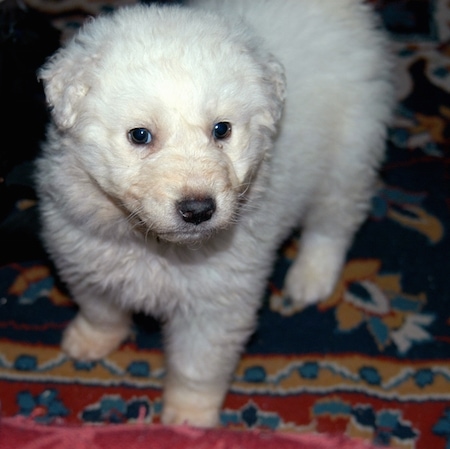 Close up - A thick coated, white Akbash Dog puppy is standing on a rug