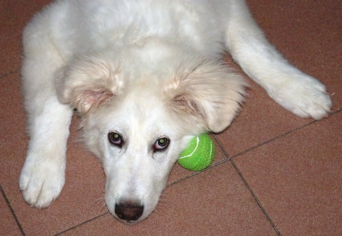 Close up - Top down view of a white Akbash Dog Puppy laying down next to a tennis ball