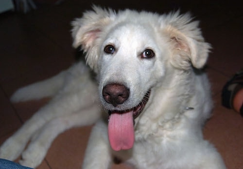 Close up - An older white Akbash Dog puppy is laying on a floor its mouth is open and its tongue is out.