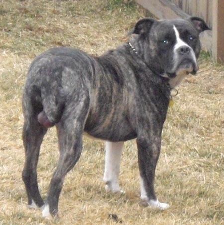 Alapaha Blue Blood Bulldog standing in  the yard by the fence