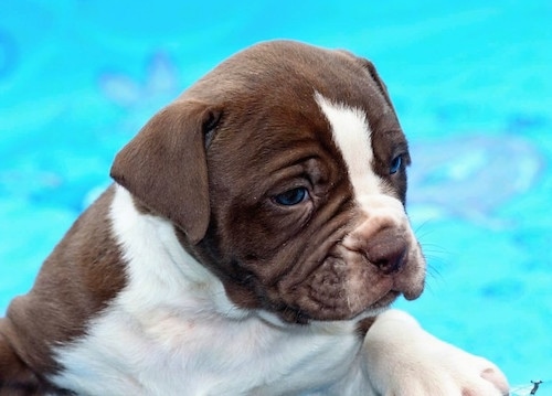Blue-eyed Alapaha Blue Blood Bulldog puppy closeup