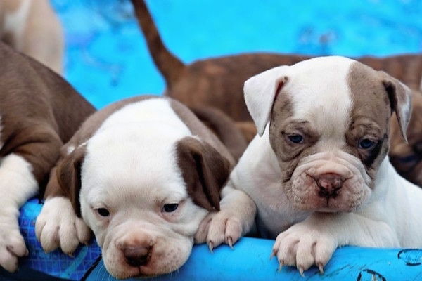 Closeup of 2 Alapaha Blue Blood Bulldog Puppies