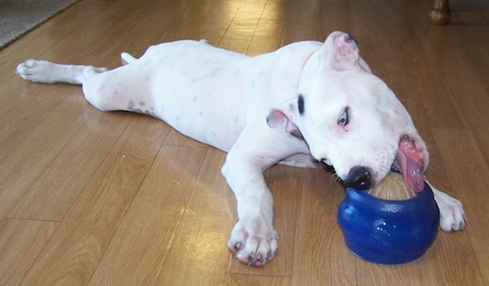Alapaha Blue Blood Bulldog laying down playing with a dog toy
