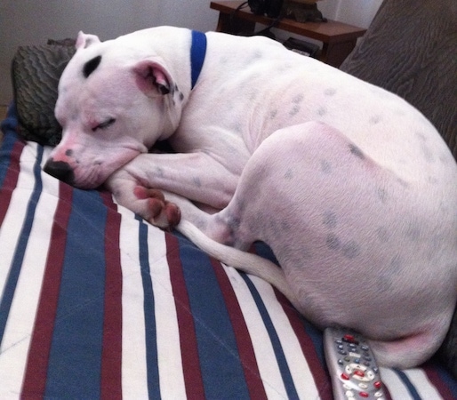 Alapaha Blue Blood Bulldog sleeping on a couch