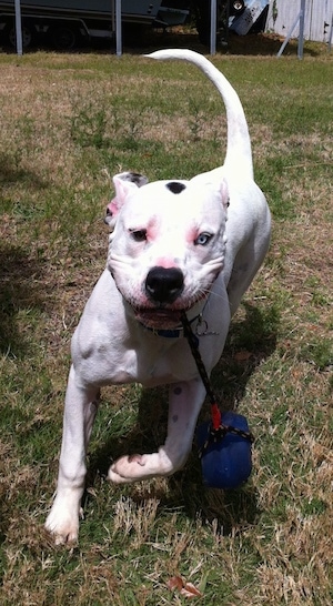 White Alapaha Blue Blood Bulldog with one blue eye running around a yard