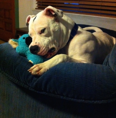 Alapaha Blue Blood Bulldog laying in a dog bed