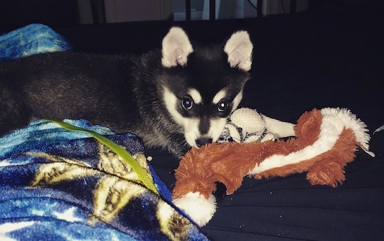 Alaskan Klee Kai in 2023  Alaskan klee kai, Dog breeds, Alaskan klee kai  puppy