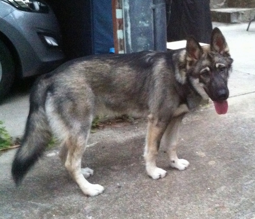 Side view - A black with tan and white Alusky/German Shepherd mix is standing in a driveway panting. It looks like a wolf.