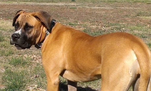 The back left side of a brown with white American Bandogge Mastiff that is standing across a patchy lawn