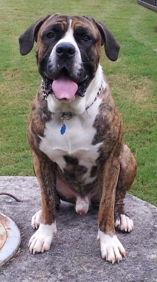 A brindle with white American Bandogge Mastiff is sitting on a rock, it is looking forward, its mouth is open and its tongue is out.