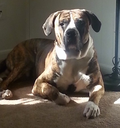 The front right side of a brindle with white American Bandogge Mastiff that is laying down next to a lamp.