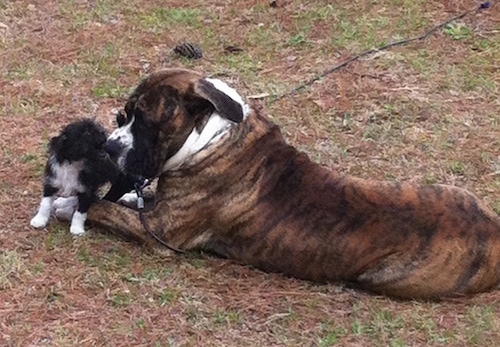 The left side of a brindle with white American Bandogge Mastiff that is laying outside and playing with a puppy