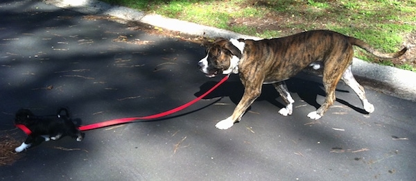 The left side of a brindle with white American Bandogge Mastiff that is being walked across a blacktop surface by a puppy