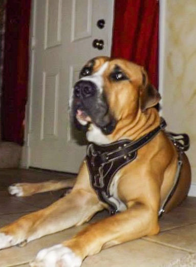 Close up - A tan with white American Bandogge Mastiff is laying on tiled floor with a leather harness on
