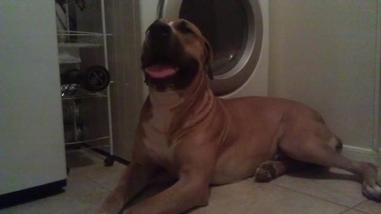The left side of a tan American Bandogge Mastiff that is laying down on a tiled floor in front of a dryer.