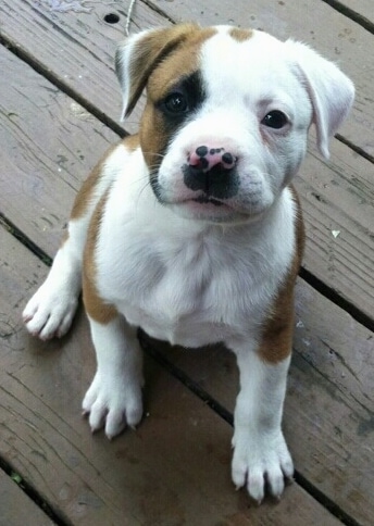 pitbull x boston terrier