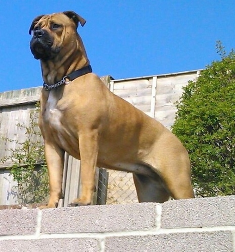 The front left side of a tan with white American Bull Dogue de Bordeaux that is standing on a cinder block wall.
