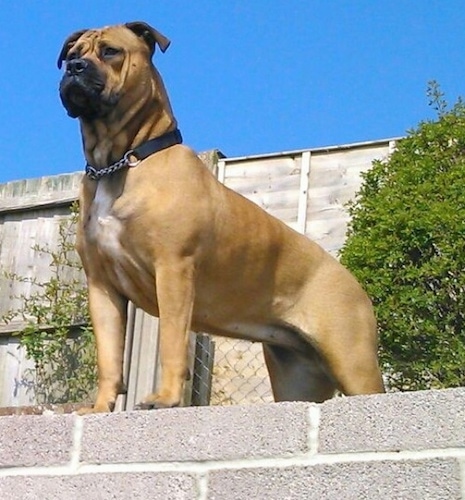 dogue de bordeaux x staffy