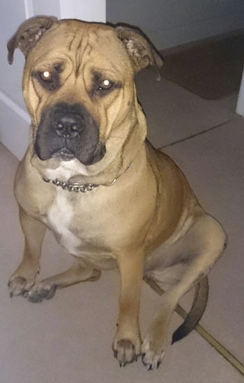 The front left side of a tan with white American Bull Dogue de Bordeaux that is sitting in a doorway and it is looking to forward.