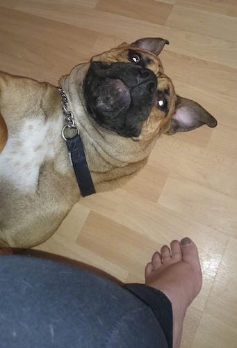 Topdown view of a tan with white American Bull Dogue de Bordeaux that is laying upside down on a hardwood floor.