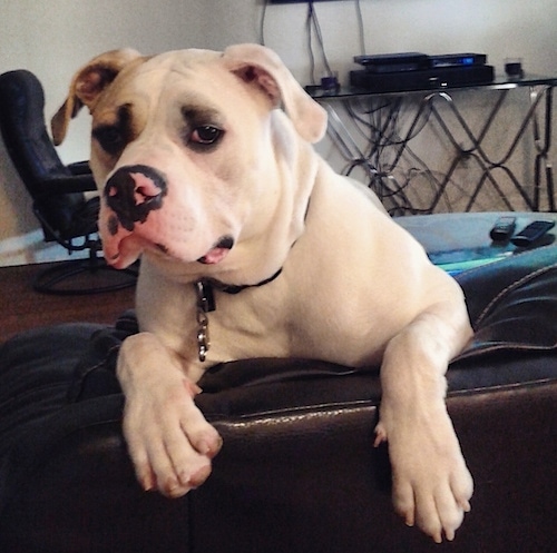 A white with gray American Bulldog puppy is peering over the back of a couch