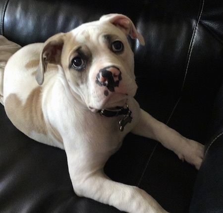 The right side of a white with gray American Bulldog puppy that is laying across a black leather couch