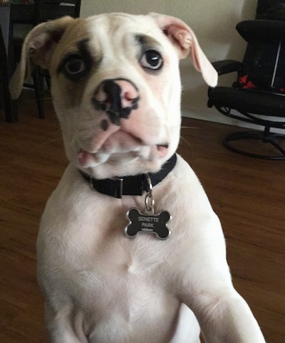 American Bulldog Dog Breed Information and Pictures