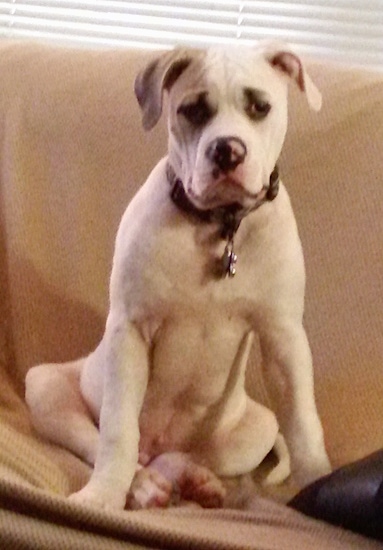 A white with gray American Bulldog puppy is sitting on a couch with a window behind it.