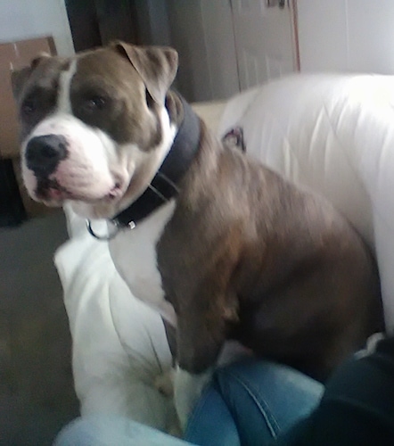 The left side of a brown with white American Bulldog sitting on a couch next to a person