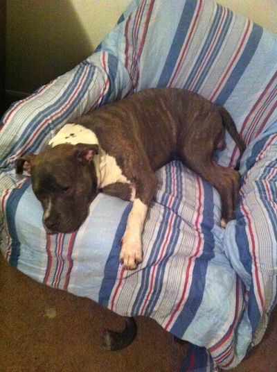The front left side of a gray with white American Bully that is sleeping in an arm chair.