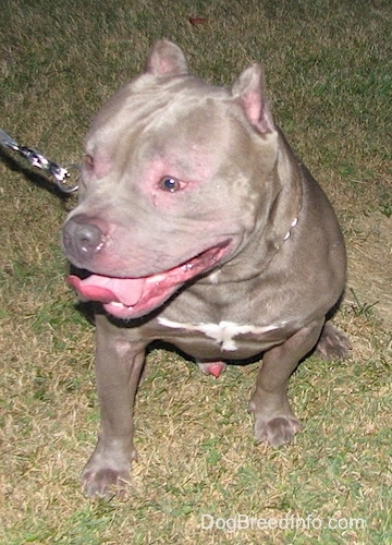 A gray with white American Bully is sitting in grass with a chain collar on, it is looking to the left, its mouth is open and its tongue is sticking out.