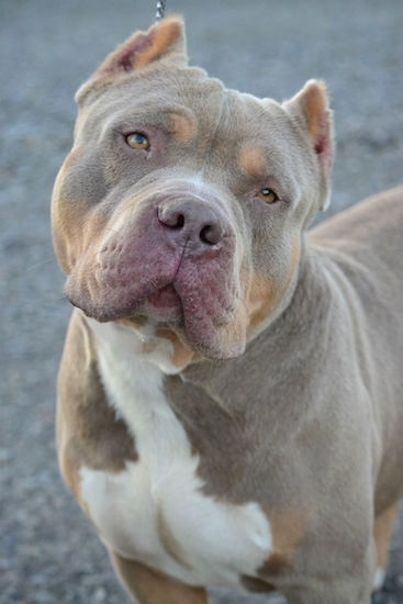 American Bully Dog Breed Information and Pictures