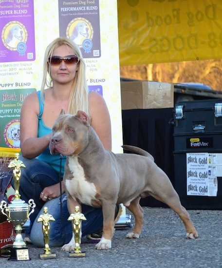 american bully pocket weight