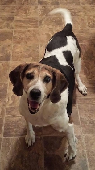 A white and black with brown American Foxhound is standing on a tiled floor with its mouth open and tail wagging