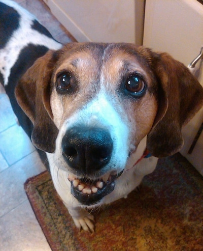 Close up - A white and black with brown American Foxhound is standing on a rug with a cupboard behind it happy with mouth open teeth showing