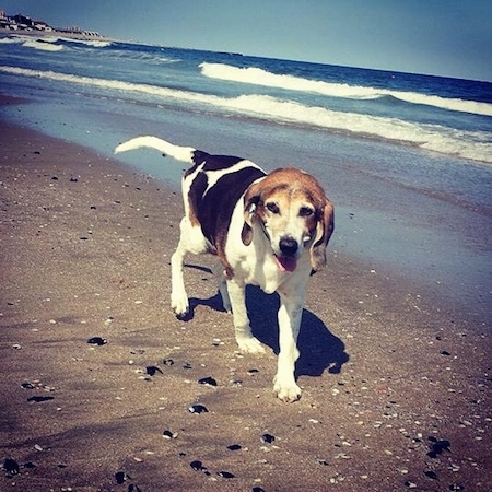 The front right side of a white and black with brown American Foxhound that is walking along the shoreline