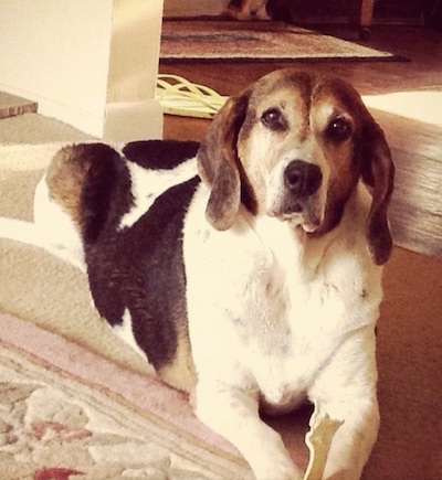 The front right side of a white and black with brown American Foxhound that is laying on a carpet sitting in front of stairs