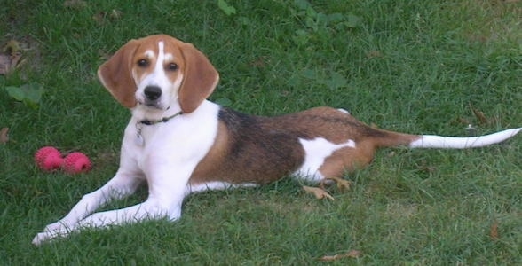 The left side of a white and brown with black American Foxhound puppy that is laying on grass next to a dog toy and it is looking forward.