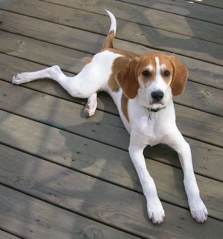 The front right side of a white and brown with black American Foxhound puppy that is laying on a wooden deck and it is looking forward.