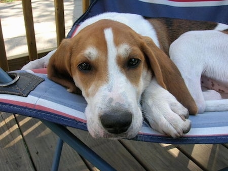 Close up - A white and brown with black American Foxhound puppy is laying down on a lawn chair that is on a porch.