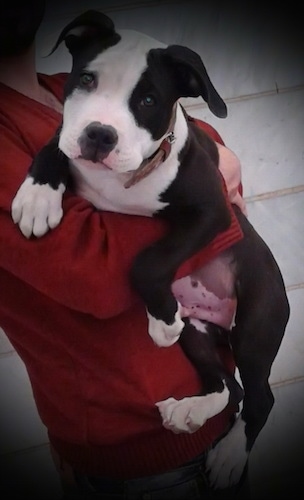 Close up - The left side of a black with white American Staffordshire Terrier puppy that is being held in the air by a person that is wearing a red shirt.