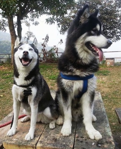 A Siberian Husky and an Alaskan Malamute are sitting on a wooden table at a park. The larger Alaskan Malamute is looking to the right and the smaller Siberian Husky is looking up with its mouth open.