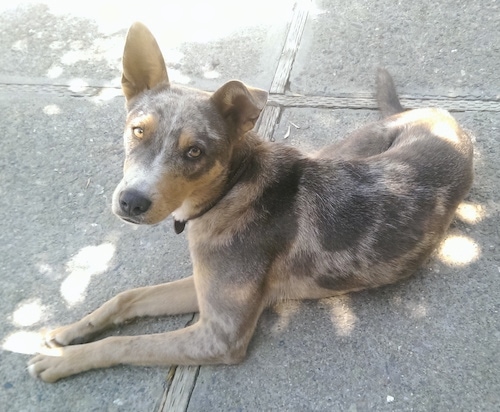 The left side of a merle Aussie Siberian that is laying down outside and it is looking forward.