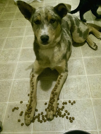 A merle Aussie Siberian is laying down with a mess of dog food all over its front legs.