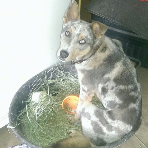 The back left side of a merle Aussie Siberian that is sitting down in big tub of hay and it is looking forward.